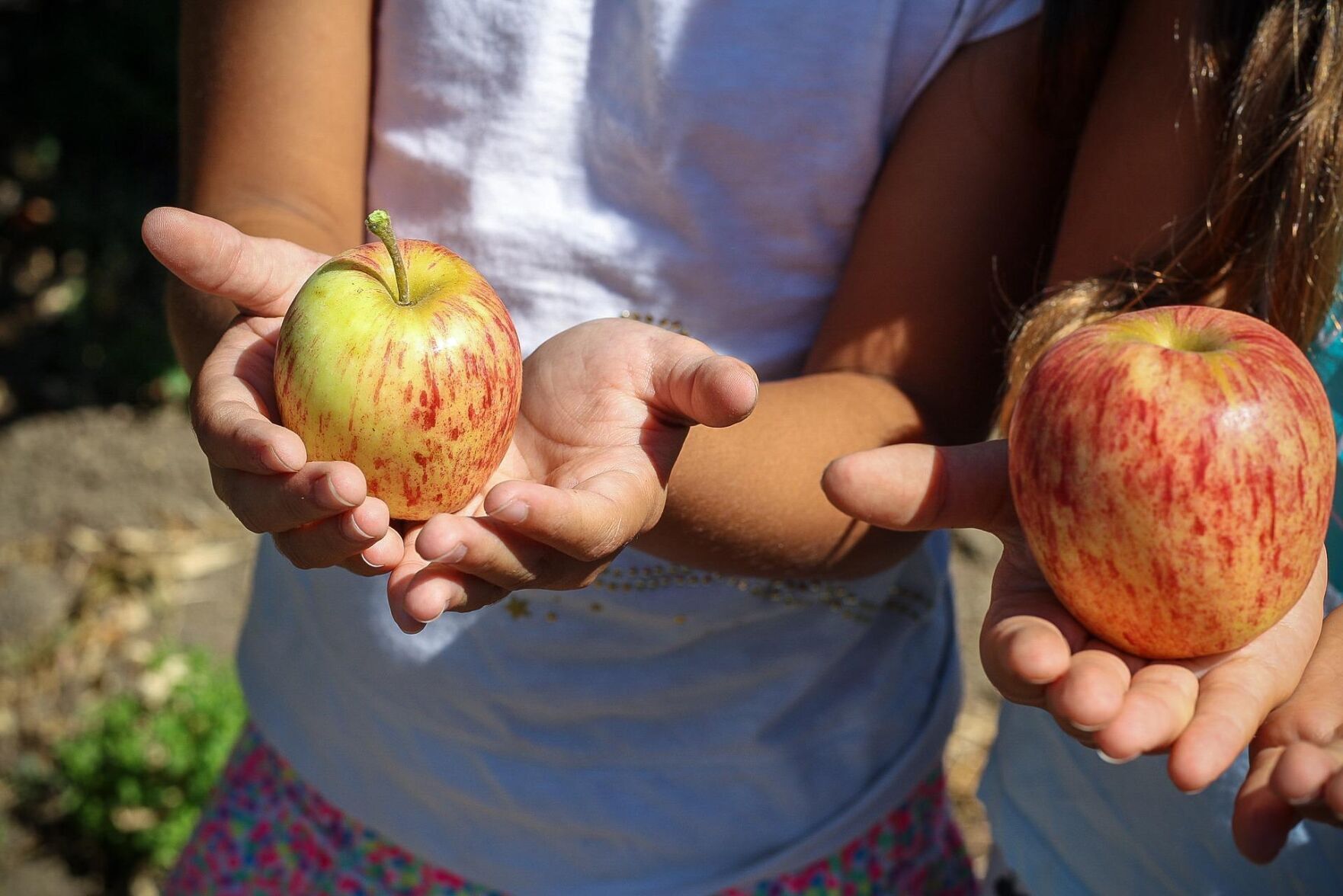 Pick your own apples